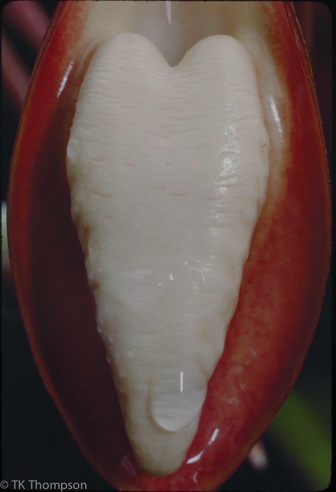 Catasetum tabulare (lip detail)