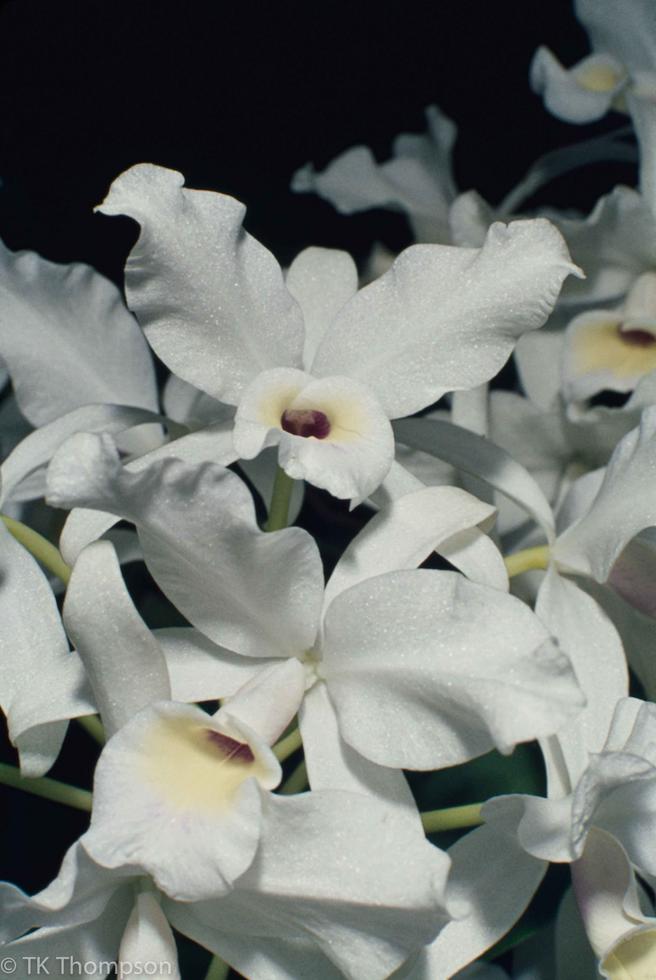 Cattleya skinneri