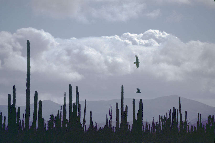 Crows Over Saguaro, New Mexico