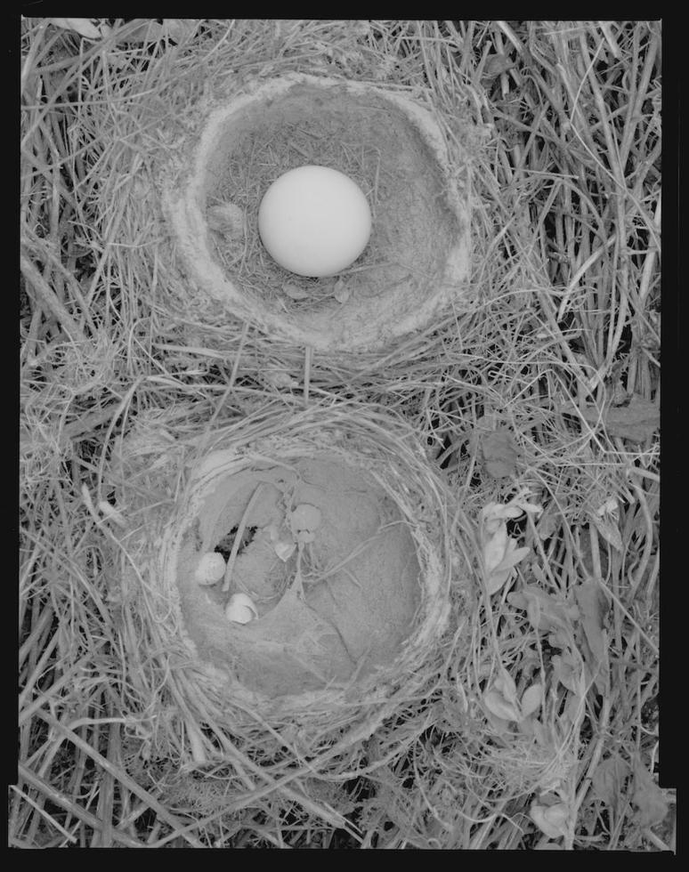 Twin Nests