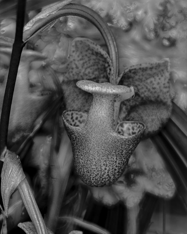 Coryanthes elegantula
