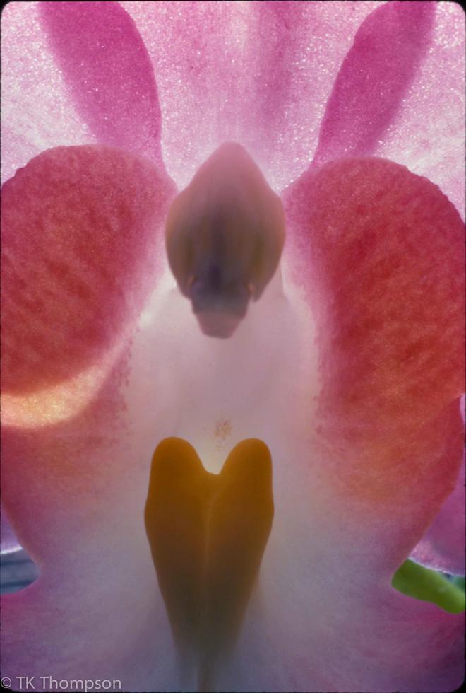Orchid species (lip & column abstract)