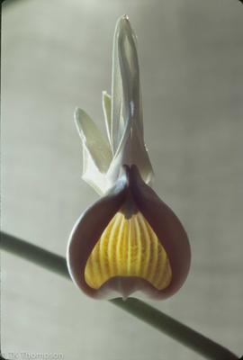 Catasetum ochraceum