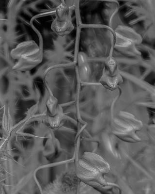 Gongora sanderianum buds