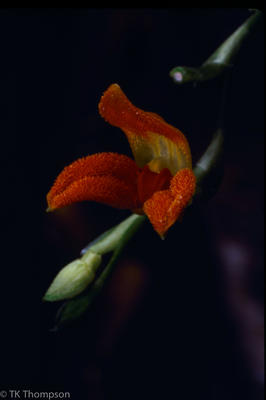 Porroglossum edwardii